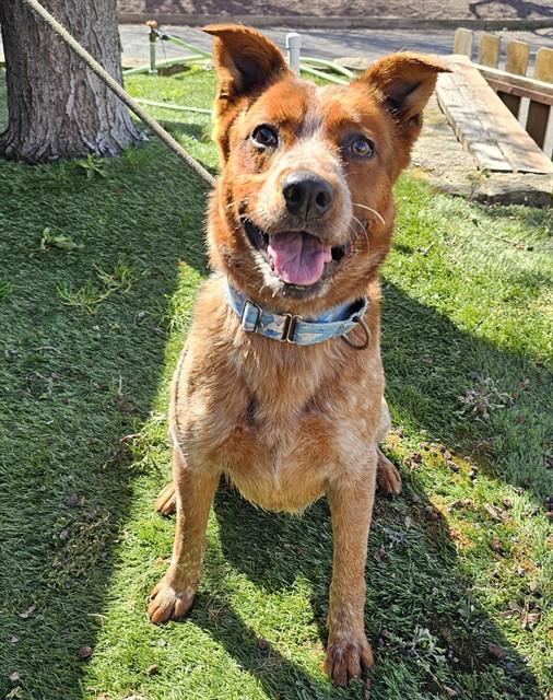 Enlarge Chili, a ADOPTABLE Australian Cattle Dog / Blue Heeler in Phoenix, OR image 1/6