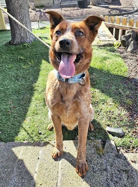Enlarge Chili, a ADOPTABLE Australian Cattle Dog / Blue Heeler in Phoenix, OR image 2/6