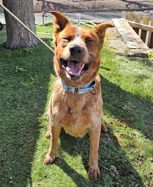 Enlarge Chili, a ADOPTABLE Australian Cattle Dog / Blue Heeler in Phoenix, OR image 4/6