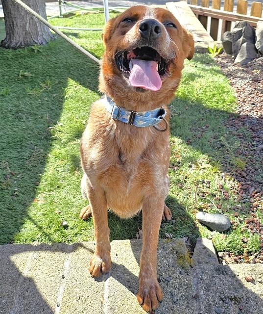 Enlarge Chili, a ADOPTABLE Australian Cattle Dog / Blue Heeler in Phoenix, OR image 5/6