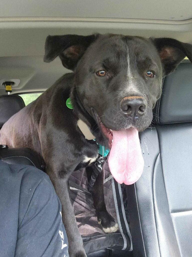 Buddy, Adoptable, Adult Male Labrador Retriever & Cane Corso.