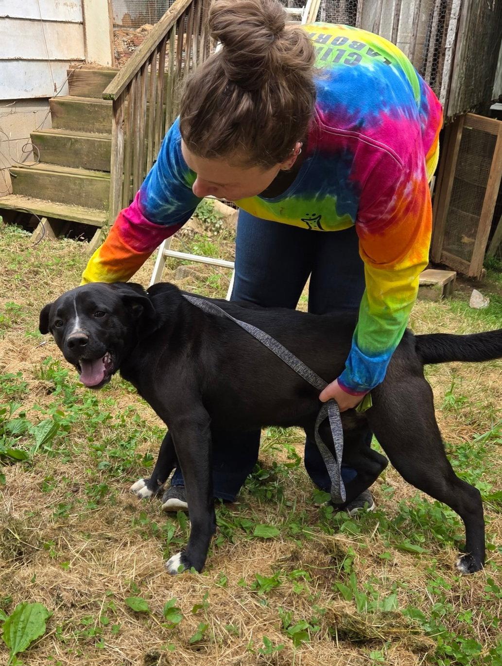 Enlarge Buddy, a Adoptable mixed breed in Blairsville, GA image 3/3