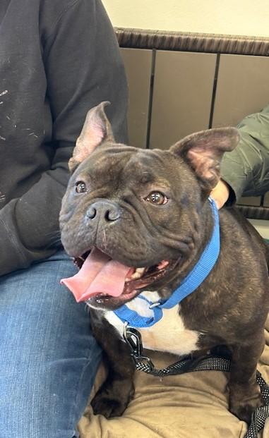 4PAWS Coco, ADOPTABLE, Young Female American Bulldog.