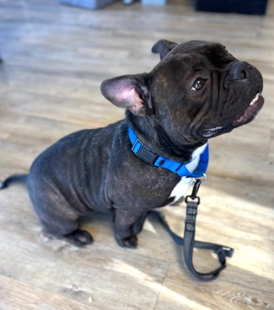 Enlarge 4PAWS Coco, a ADOPTABLE mixed breed in Benbrook, TX image 2/2