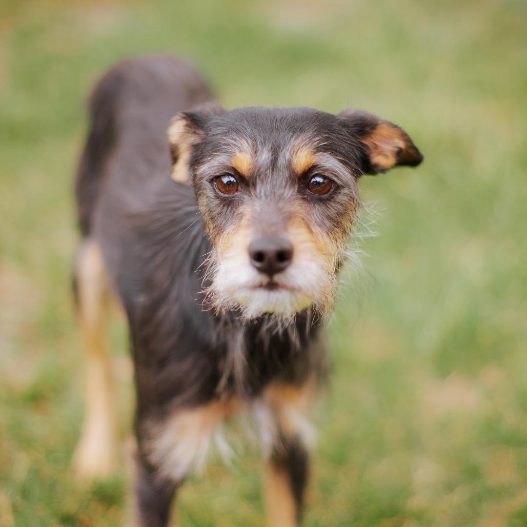 Milo, Adoptable, Adult Male Border Terrier & Mixed Breed.