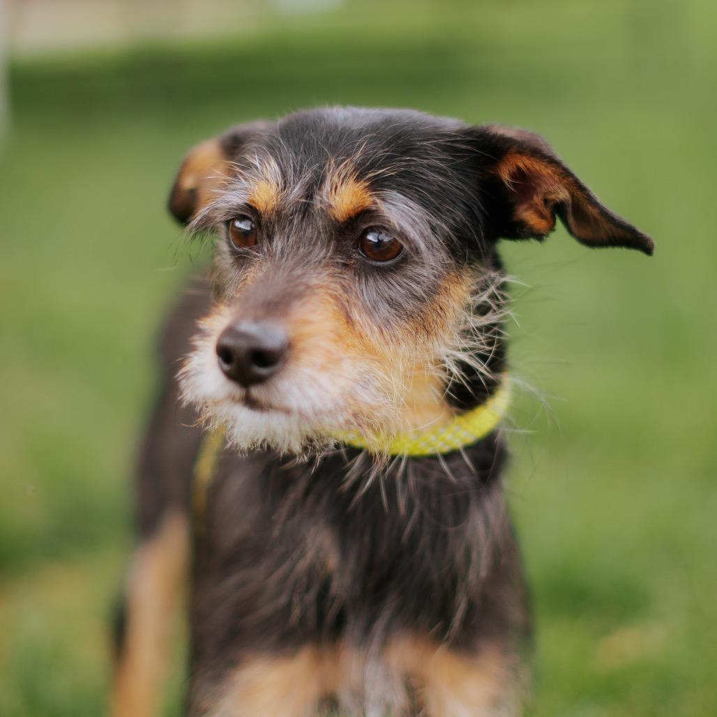 Enlarge Milo, a Adoptable mixed breed in Northbrook, IL image 2/4