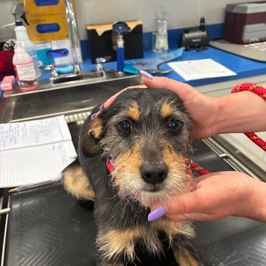 Enlarge Milo, a Adoptable mixed breed in Northbrook, IL image 3/4