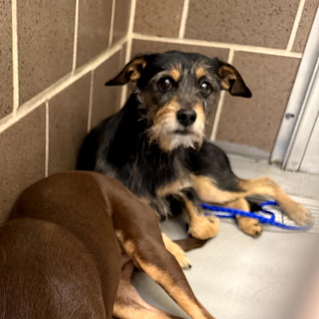 Enlarge Milo, a Adoptable mixed breed in Northbrook, IL image 4/4