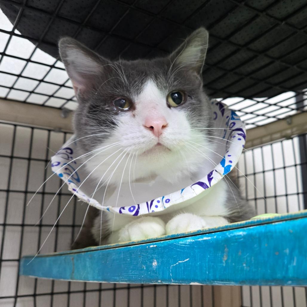 Rooster, Adult Male Domestic Short Hair