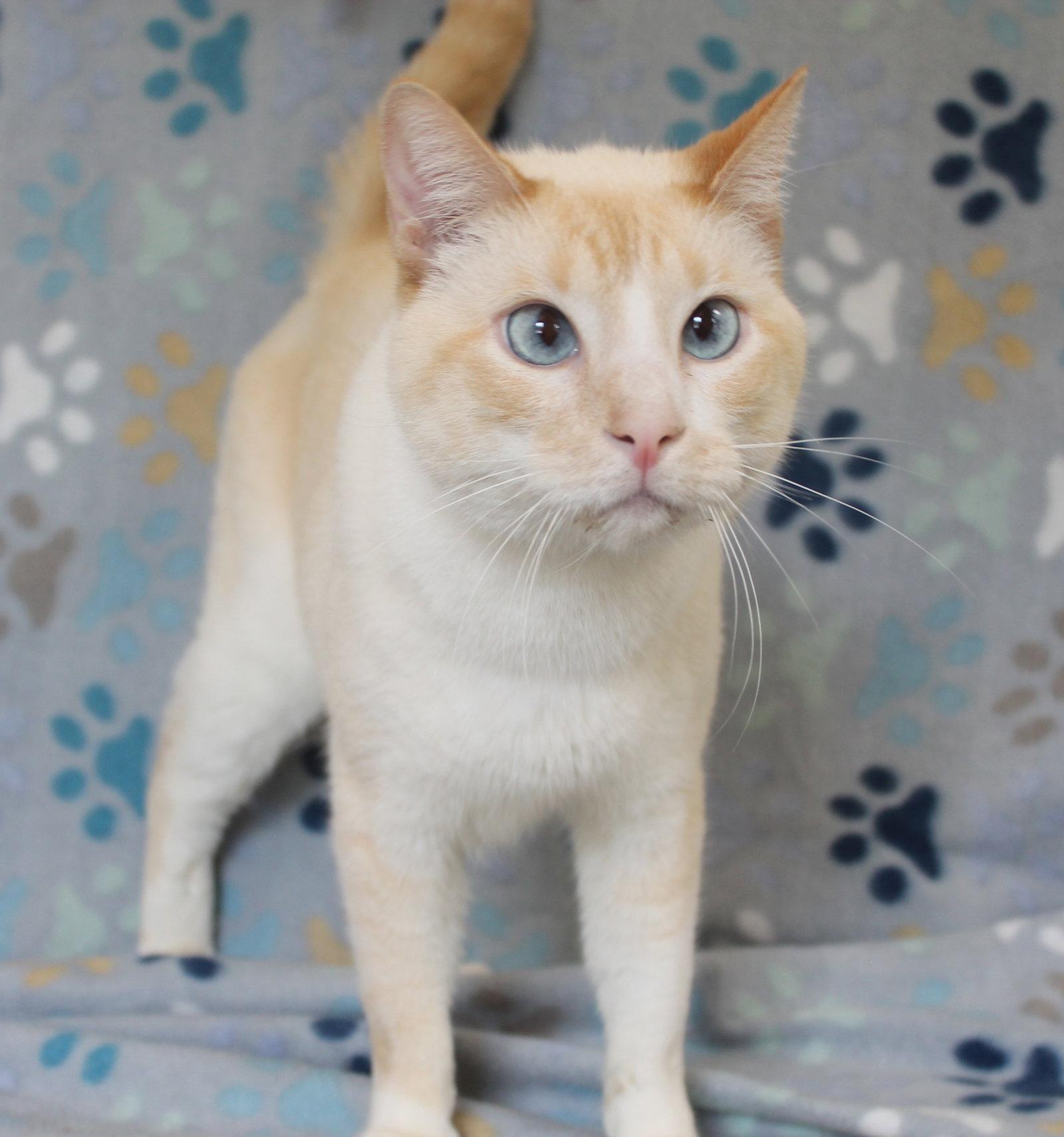 Enlarge Angel - 43687, a Adoptable Domestic Short Hair in Prattville, AL image 1/3