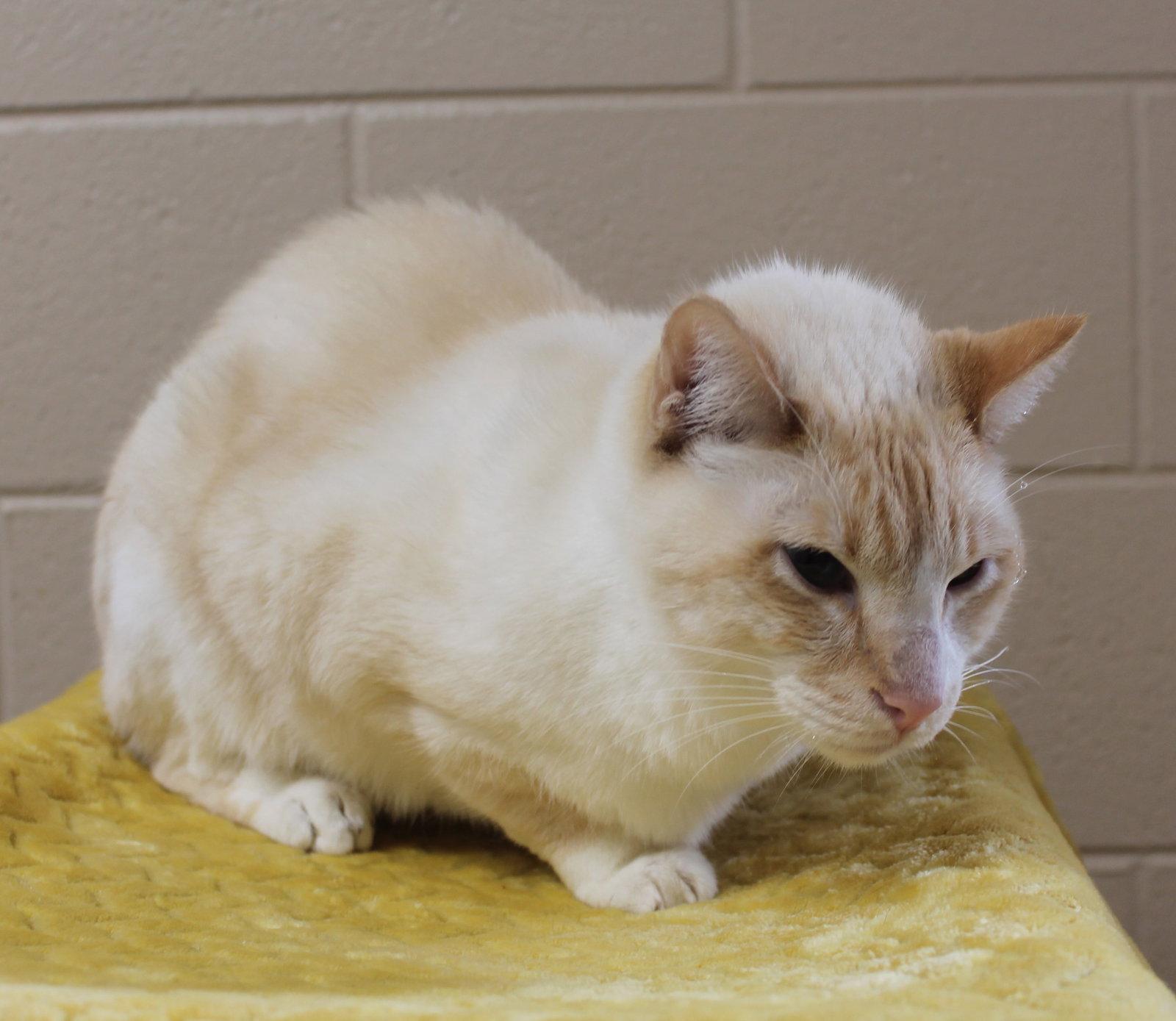 Enlarge Angel - 43687, a Adoptable Domestic Short Hair in Prattville, AL image 2/3