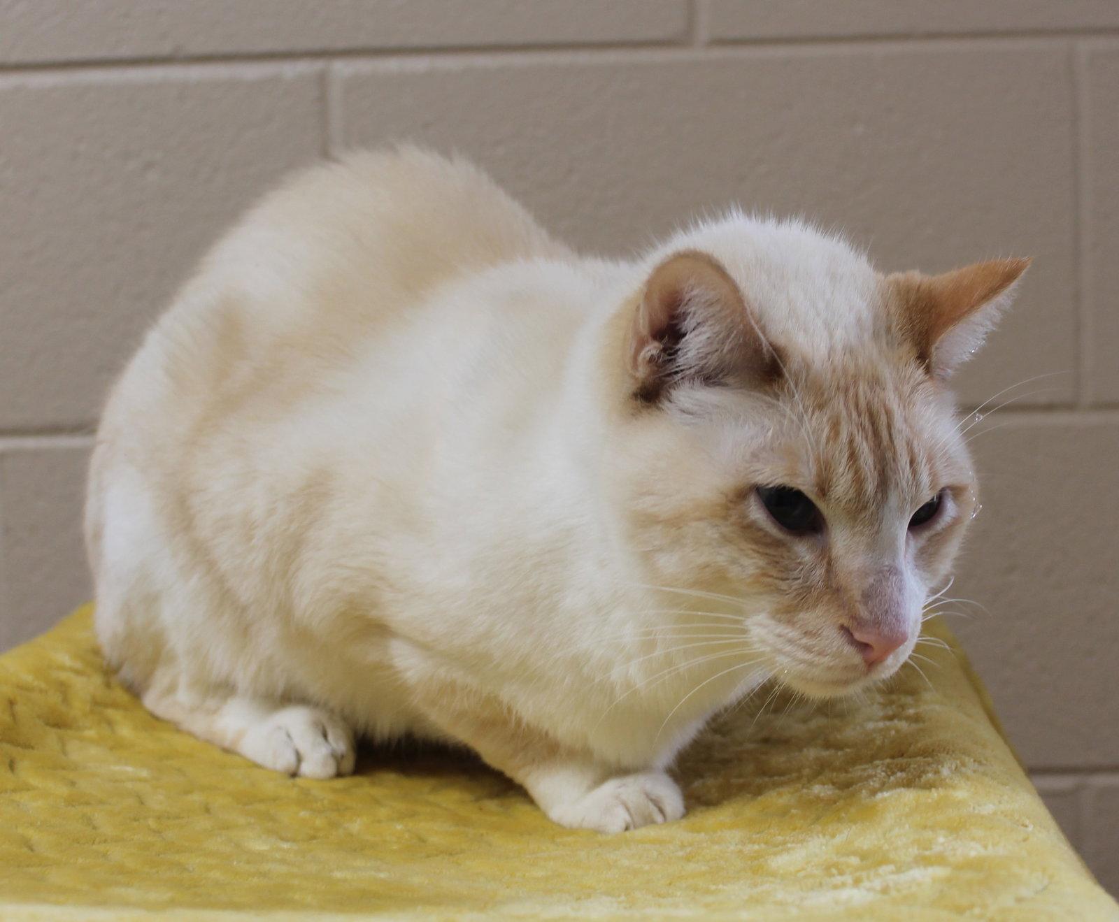 Enlarge Angel - 43687, a Adoptable Domestic Short Hair in Prattville, AL image 3/3