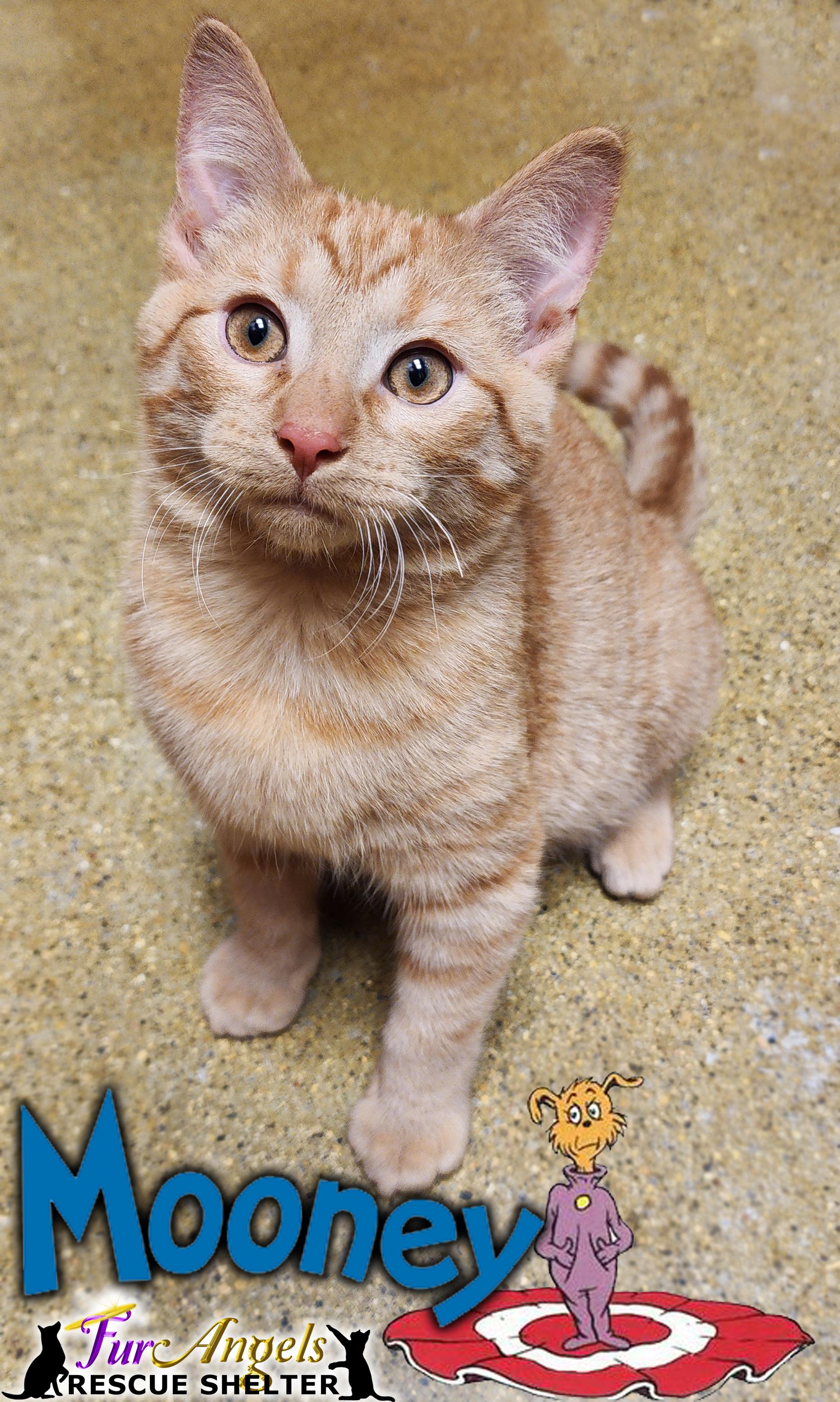 Mooney, an adopted Domestic Short Hair in Toledo, OH image 1/2