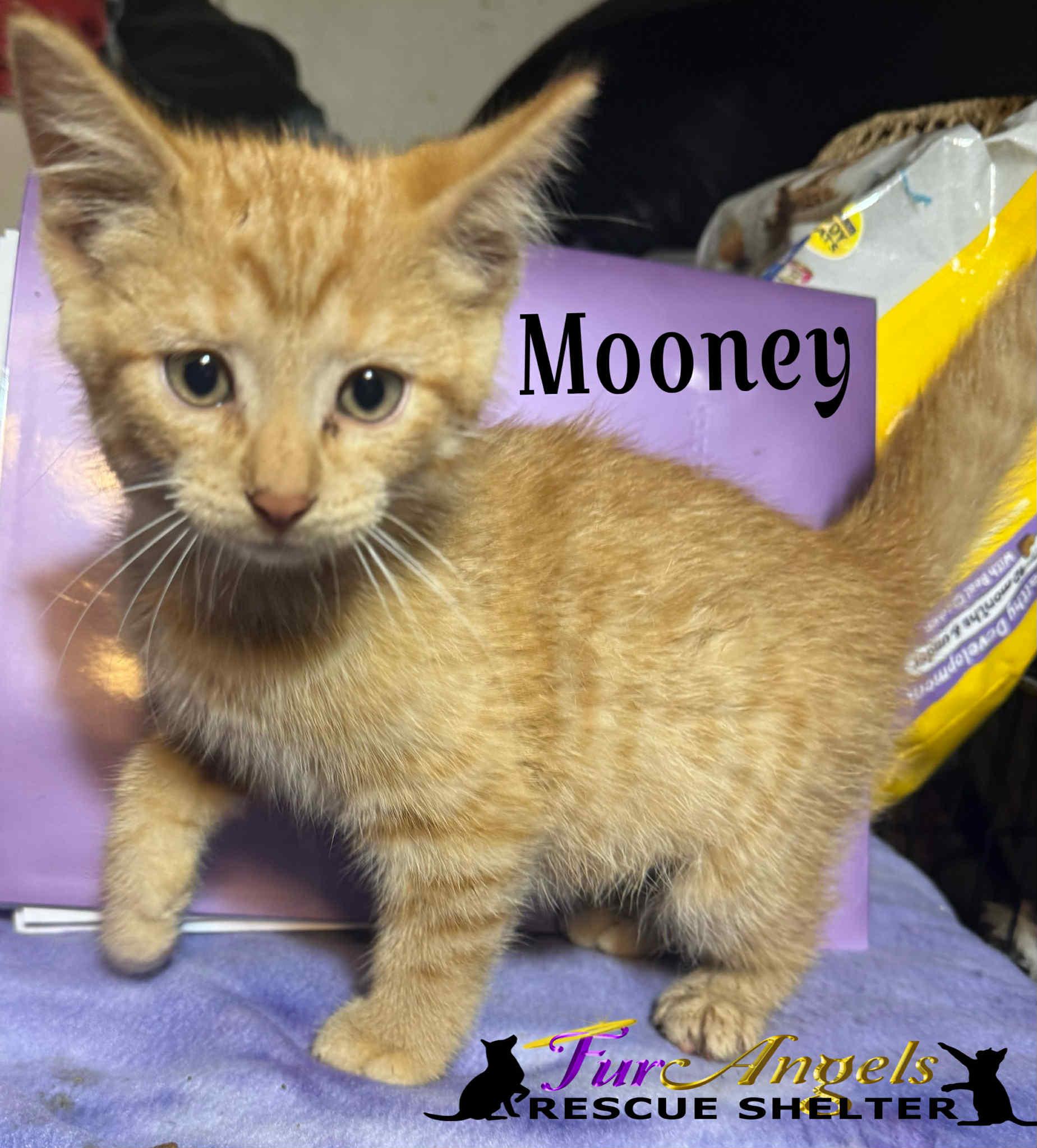 Mooney, an adopted Domestic Short Hair in Toledo, OH image 2/2
