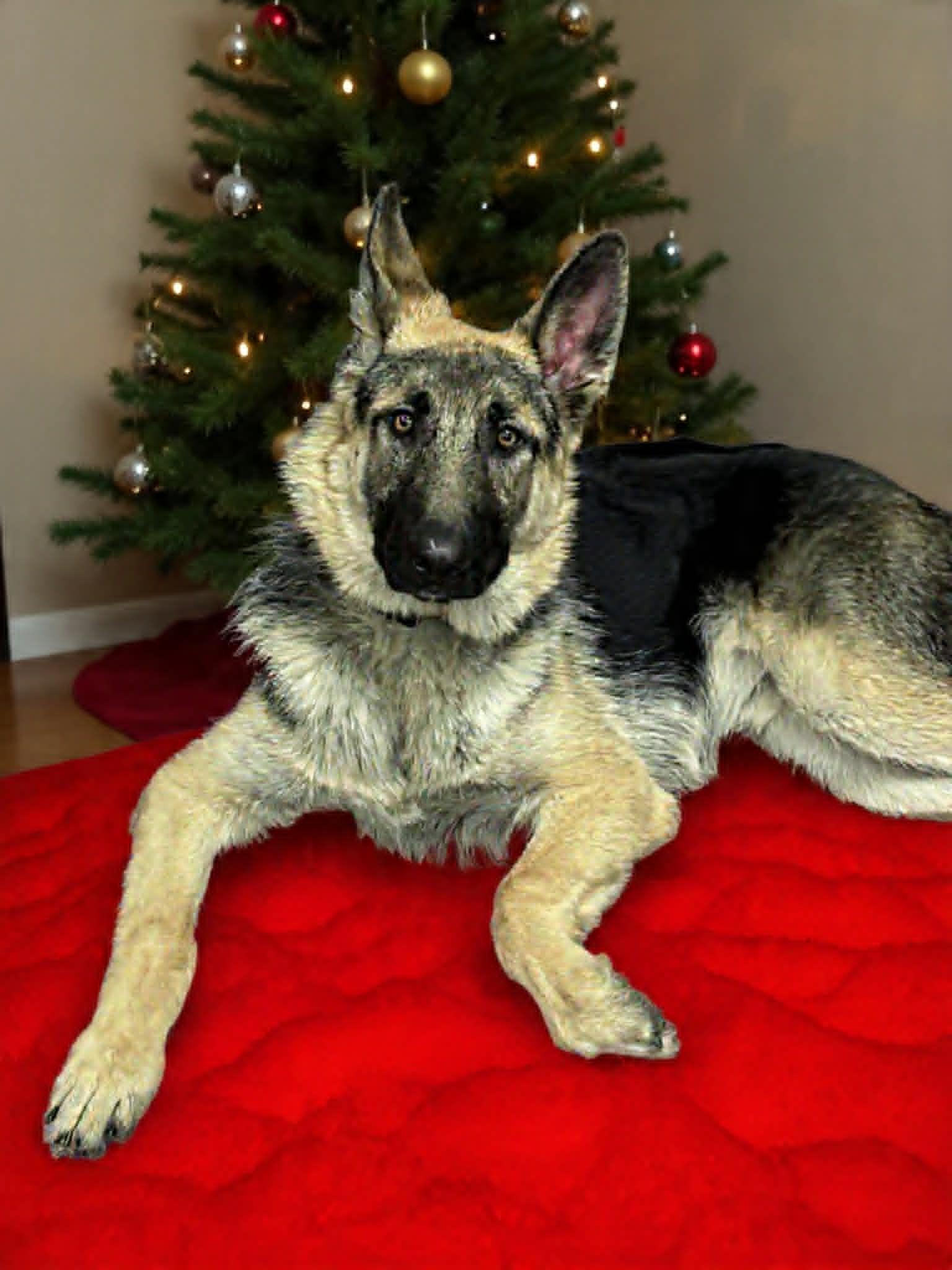 Enlarge Enzo, a ADOPTABLE German Shepherd Dog in Lewiston, ID image 1/1