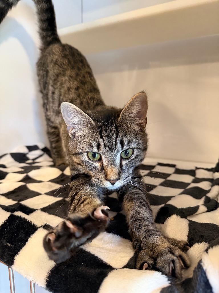 Cory, Adopted, Kitten Male Domestic Short Hair.