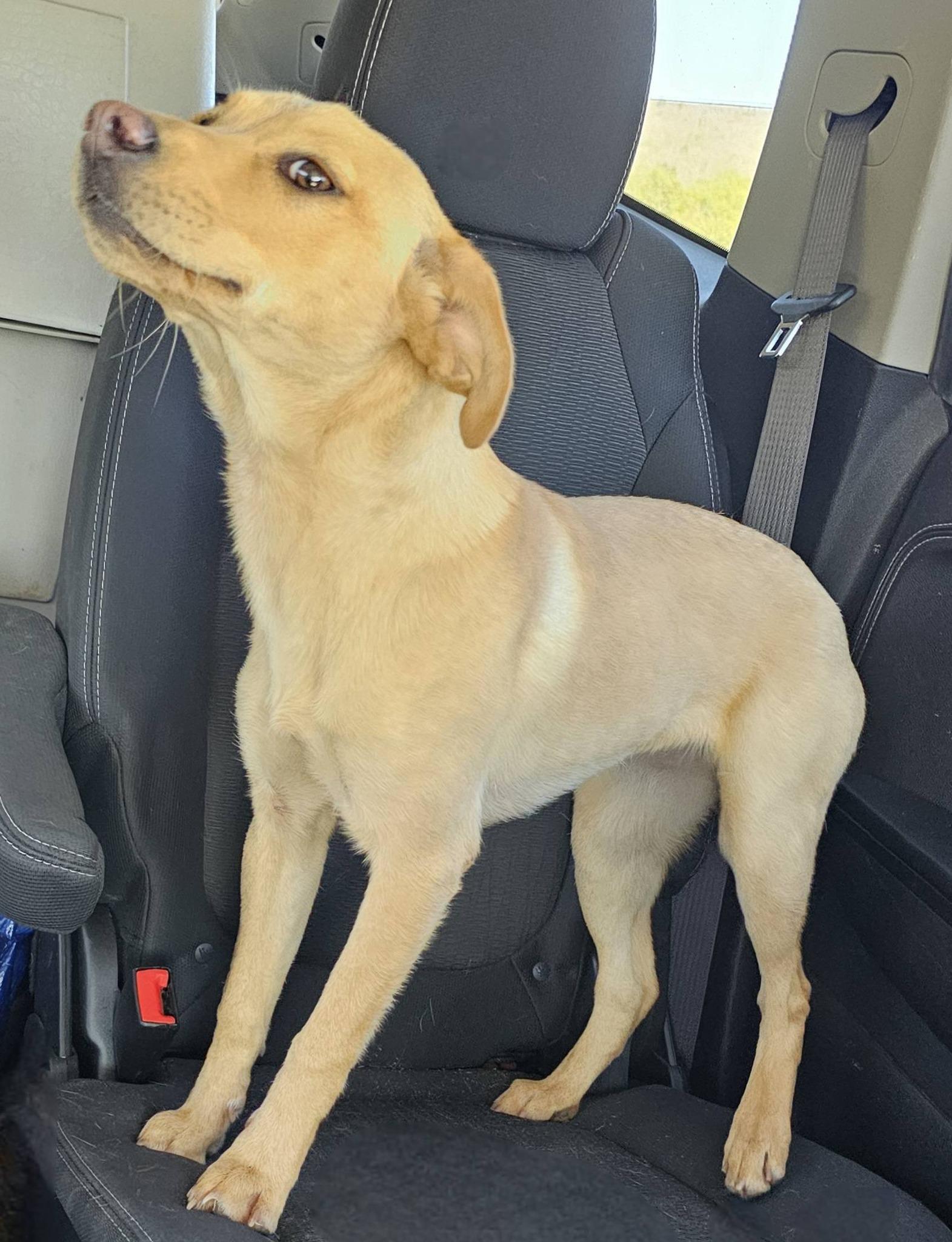 Enlarge Shay, an adoptable Labrador Retriever in Fort Payne, AL image 4/6