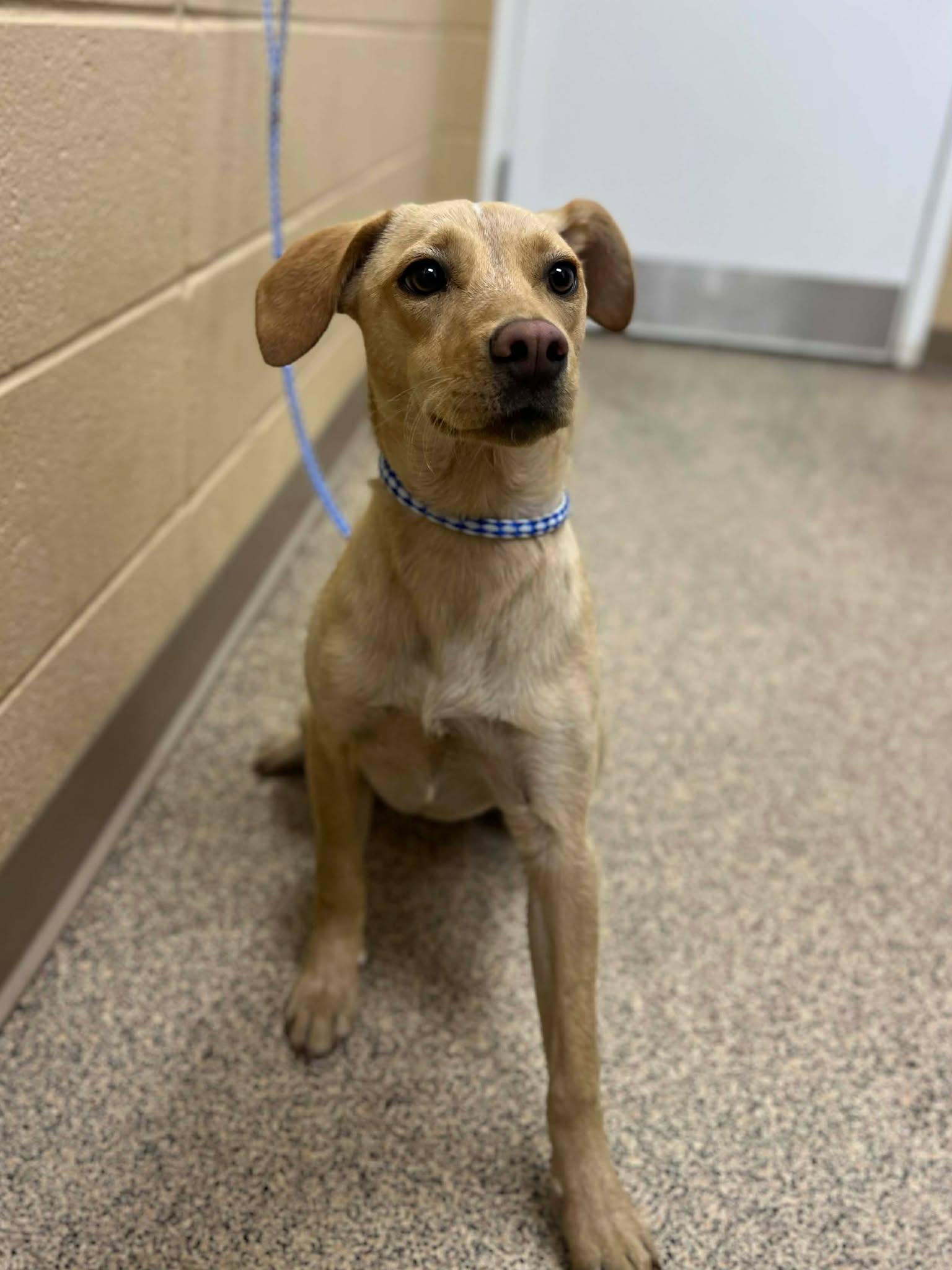 Shay, ADOPTABLE, Adult Female Labrador Retriever.