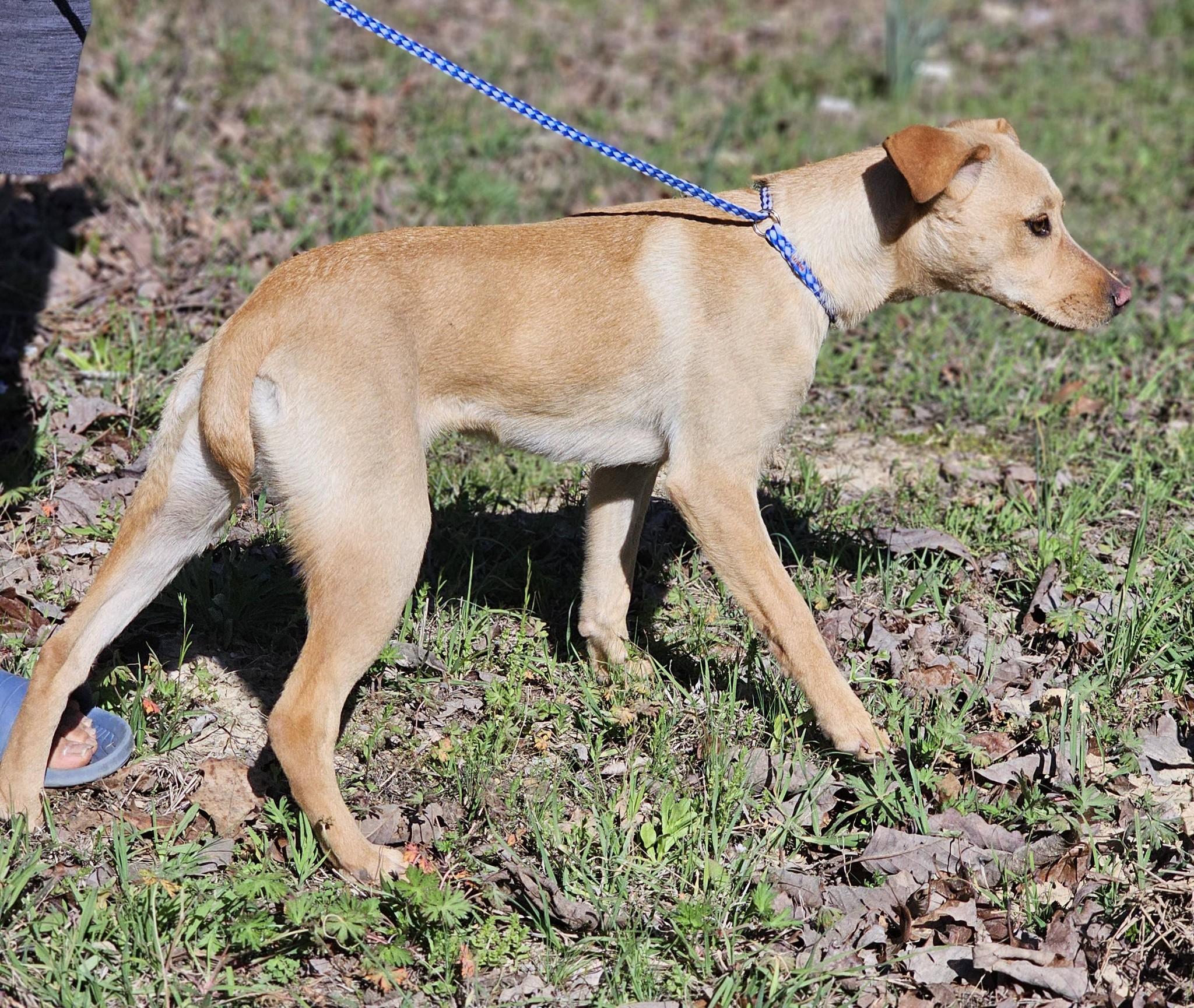 Enlarge Shay, an adoptable Labrador Retriever in Fort Payne, AL image 5/6
