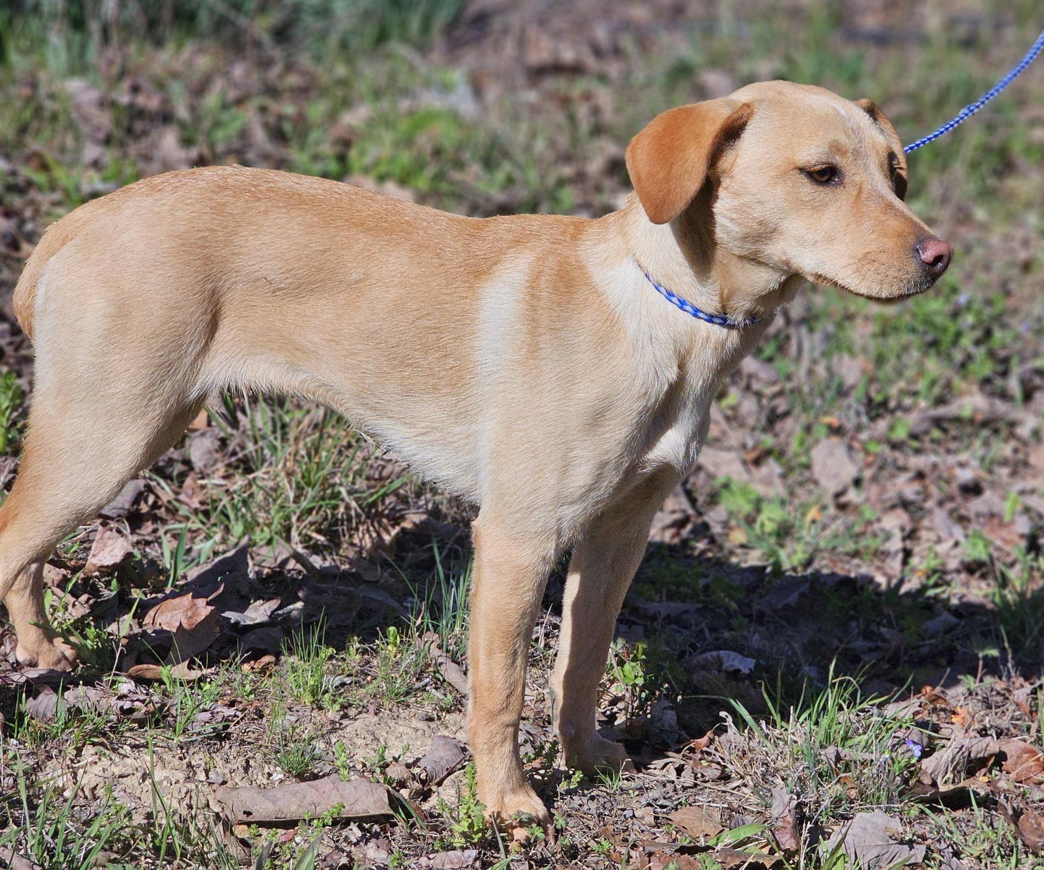 Enlarge Shay, an adoptable Labrador Retriever in Fort Payne, AL image 3/6