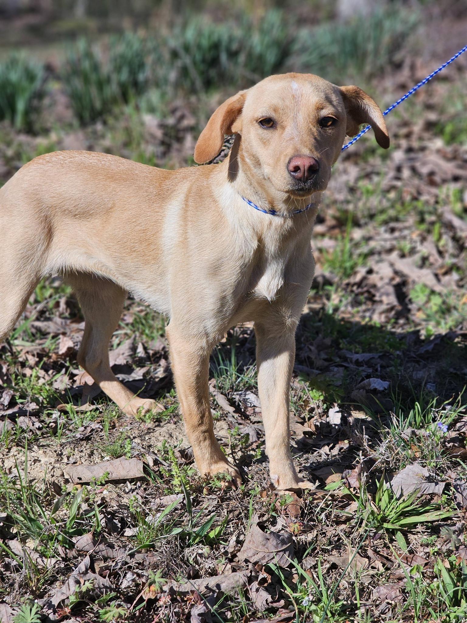 Enlarge Shay, an adoptable Labrador Retriever in Fort Payne, AL image 2/6