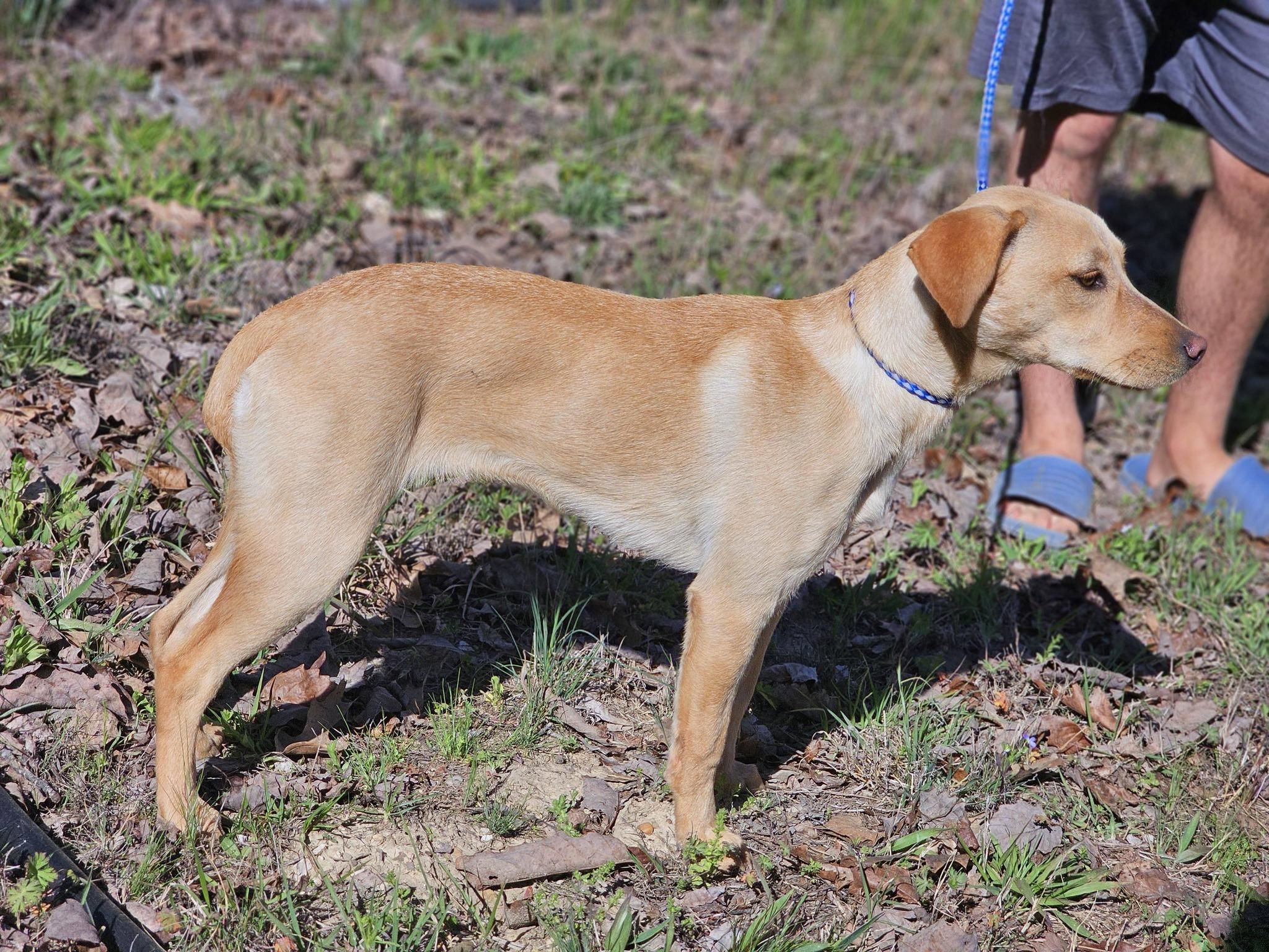 Enlarge Shay, an adoptable Labrador Retriever in Fort Payne, AL image 6/6
