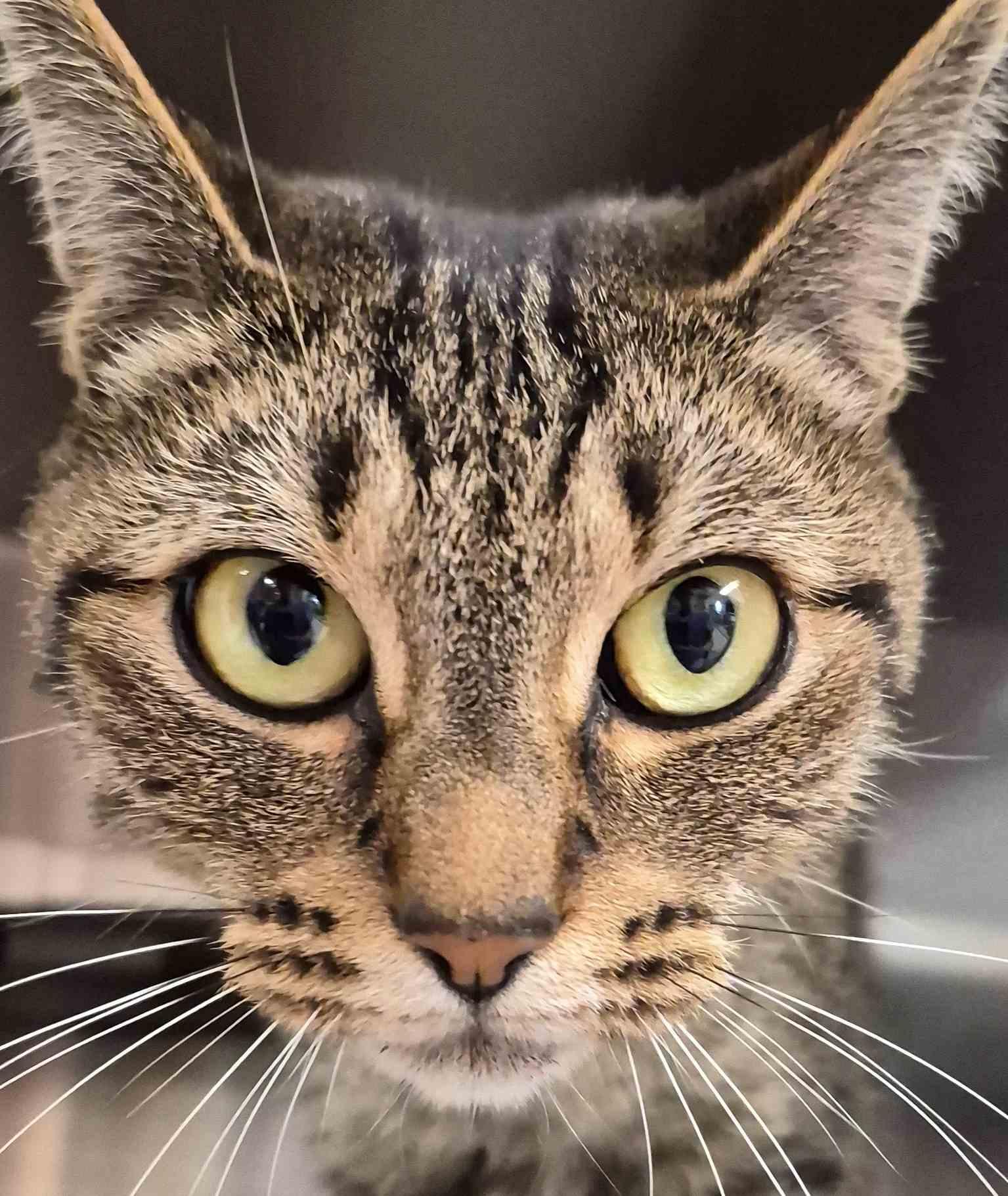 Ginger 4 yrs, a Adoptable Domestic Short Hair in Sterling, MA image 1/3