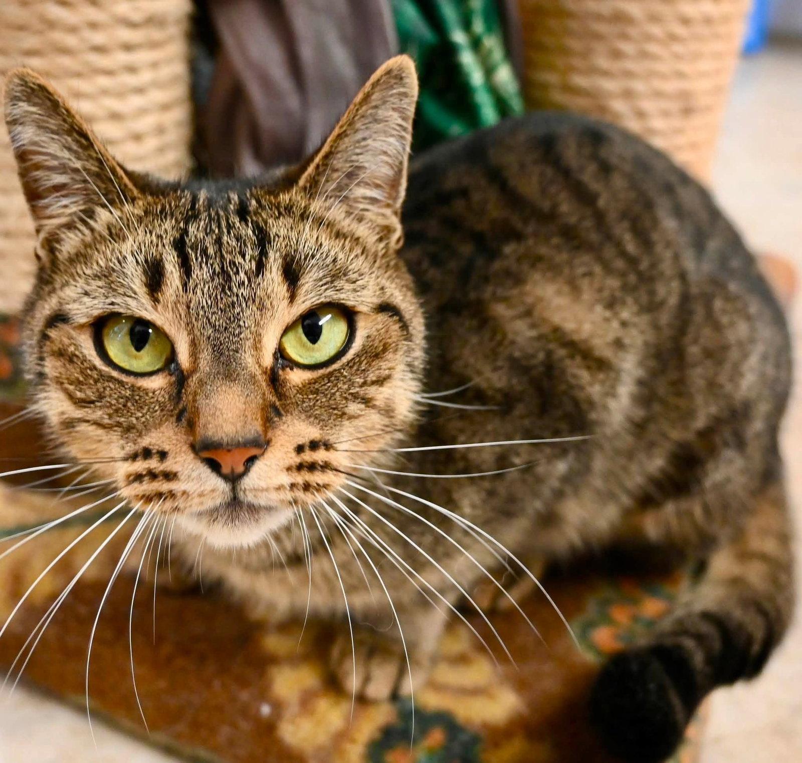 Ginger 4 yrs, a Adoptable Domestic Short Hair in Sterling, MA image 2/3