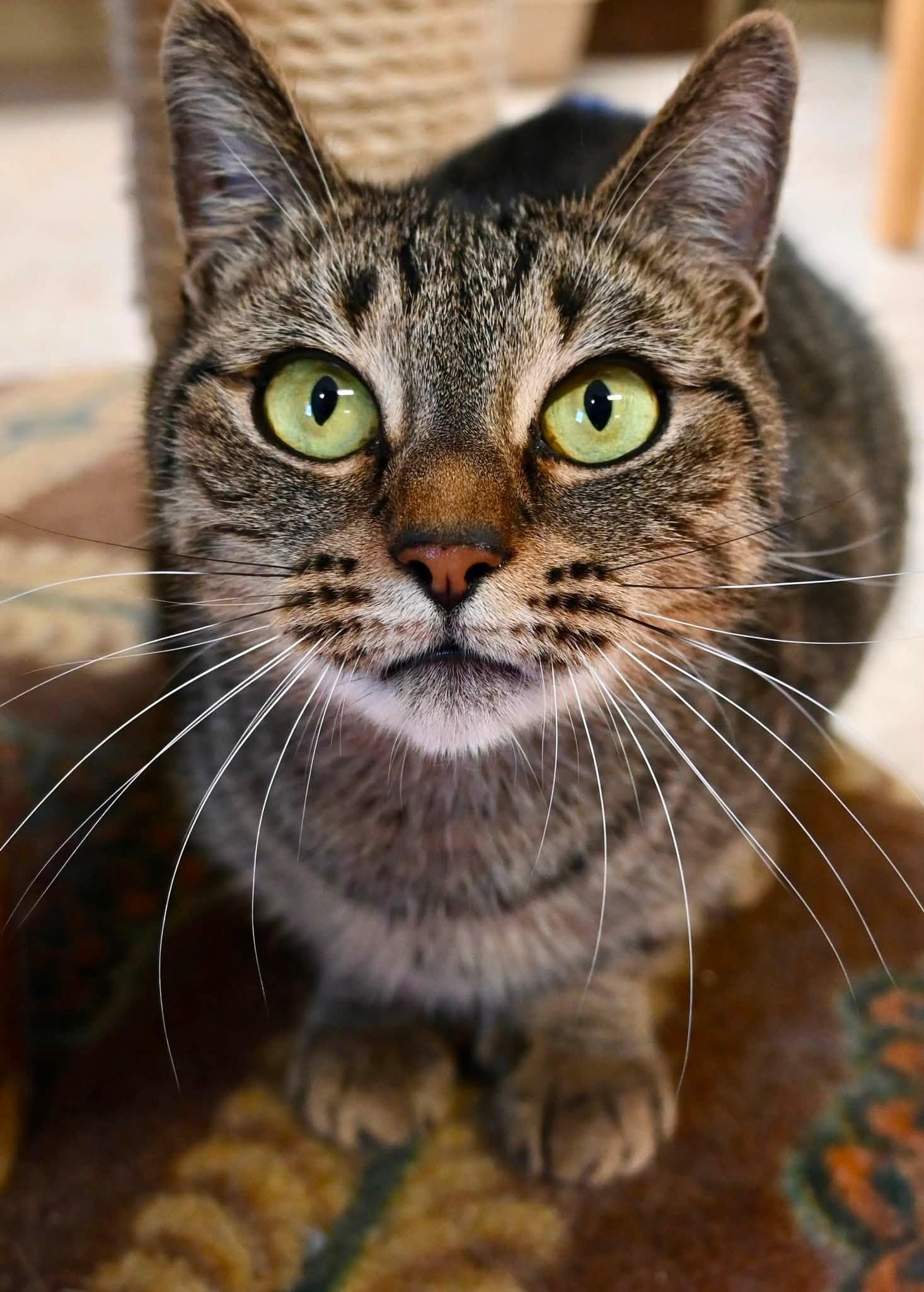 Ginger 4 yrs, a Adoptable Domestic Short Hair in Sterling, MA image 3/3