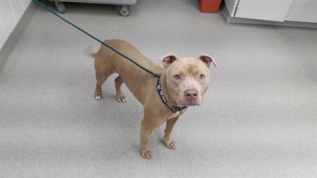 ROCKO, Adoptable, Adult Male Boxer & Pit Bull Terrier.