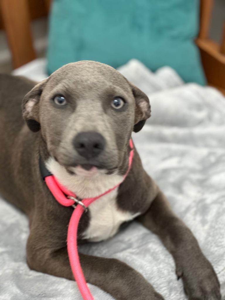 Enlarge Belle, a Adopted Mixed Breed in Cambridge, MD image 1/1
