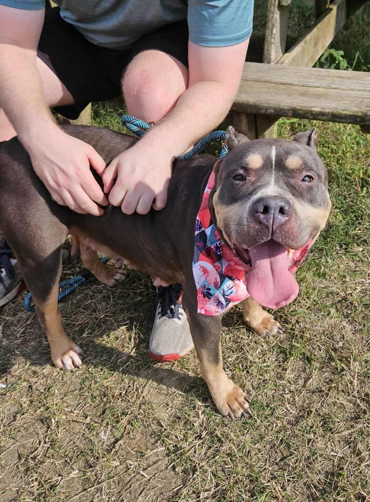 Lady grey, Adopted, Adult Female Pit Bull Terrier.