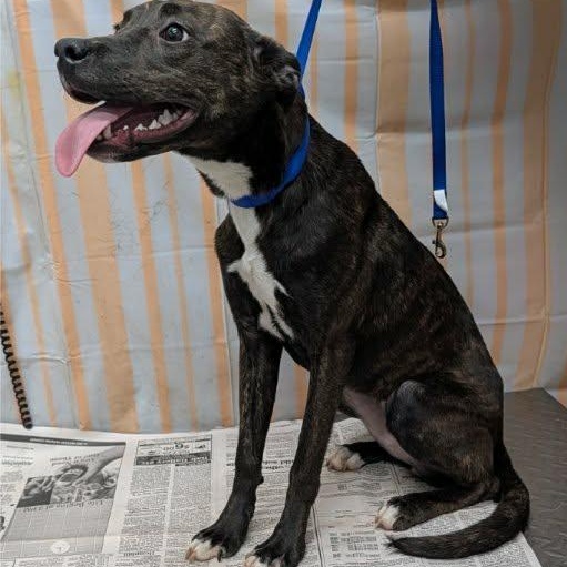 Enlarge Pebbles, a Adoptable Mixed Breed in Hazard, KY image 1/1