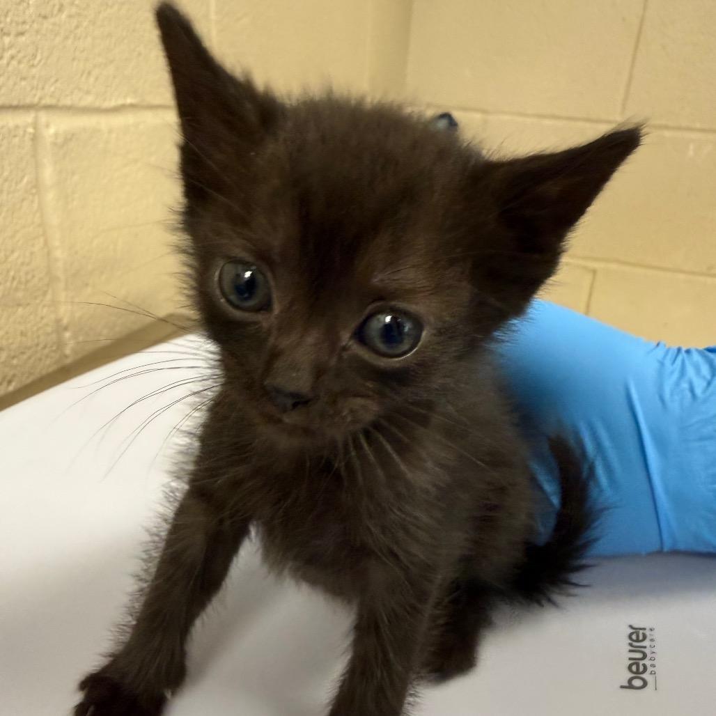 Enlarge Gypsum, a Adoptable Domestic Short Hair in Troy, VA image 1/1
