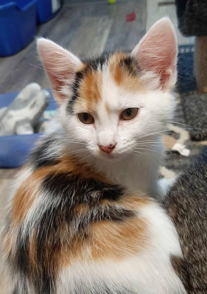Enlarge Bon Bon, an adopted Domestic Short Hair in Webster City, IA image 1/1