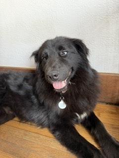 Wolf, Adoptable, Adult Male Shepherd & Husky.