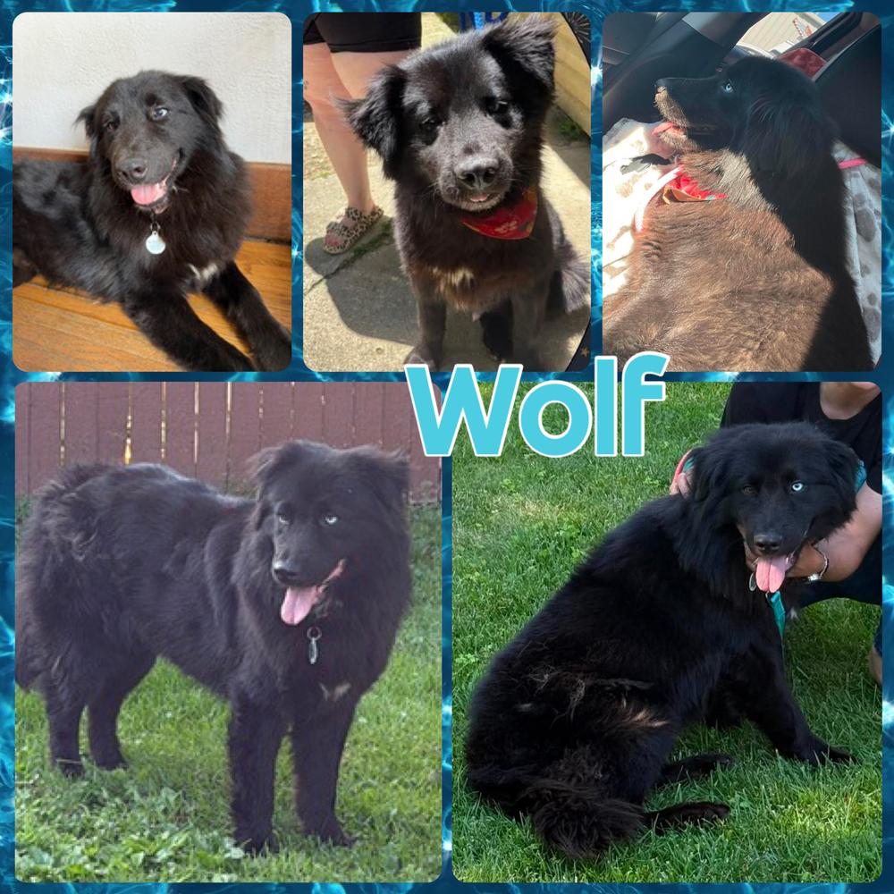 Wolf, a Adoptable mixed breed in Amherst, NY image 4/6