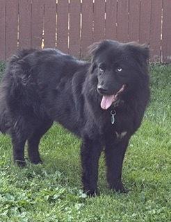 Wolf, a Adoptable mixed breed in Amherst, NY image 5/6