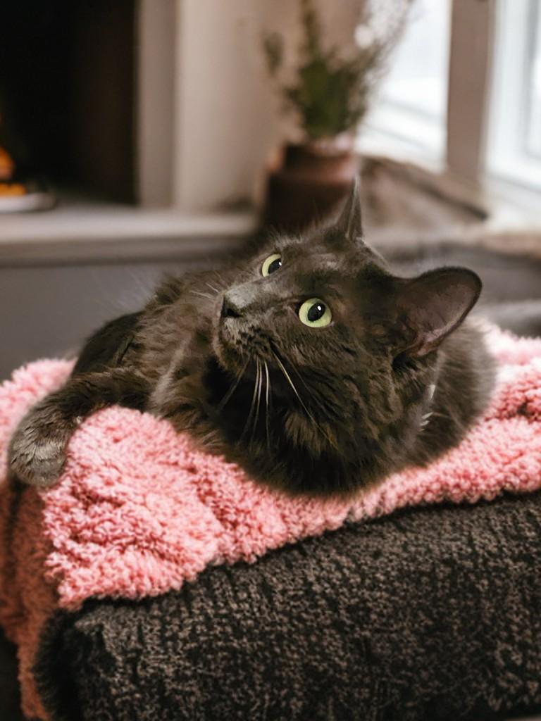 Cheeseburger, Adoptable, Adult Female Domestic Medium Hair & Nebelung.