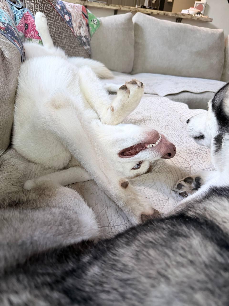 Enlarge Zeus, a Adoptable Siberian Husky in Carrollton, TX image 1/3