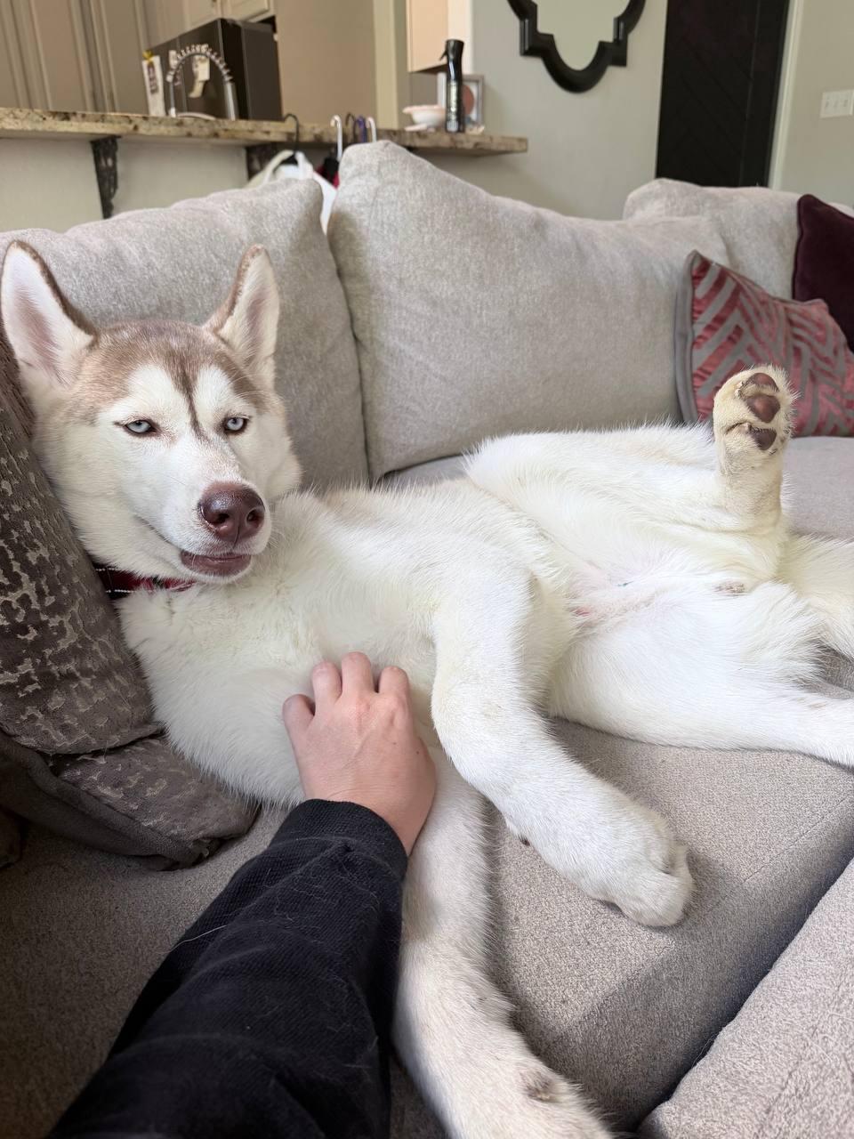 Zeus, Adoptable, Young Male Siberian Husky.