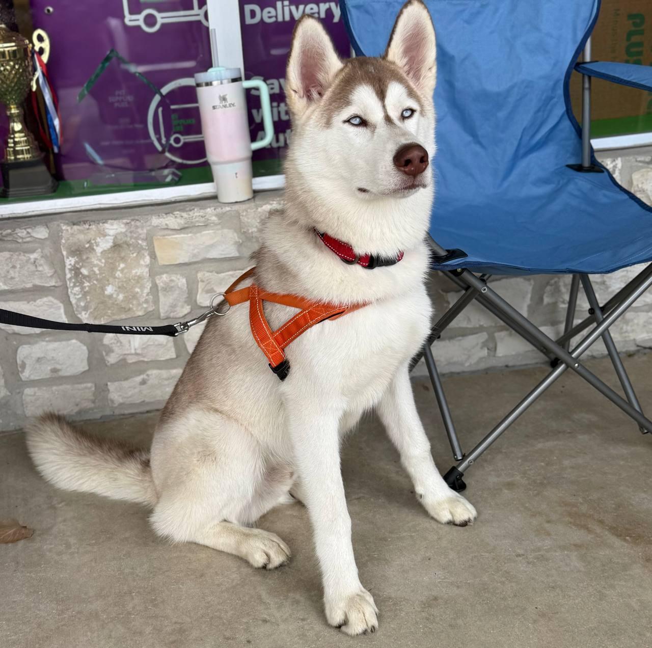 Enlarge Zeus, a Adoptable Siberian Husky in Carrollton, TX image 2/3