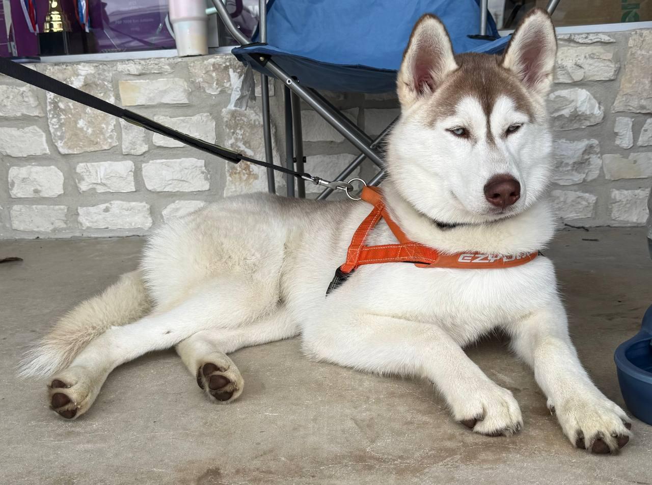 Enlarge Zeus, a Adoptable Siberian Husky in Carrollton, TX image 3/3