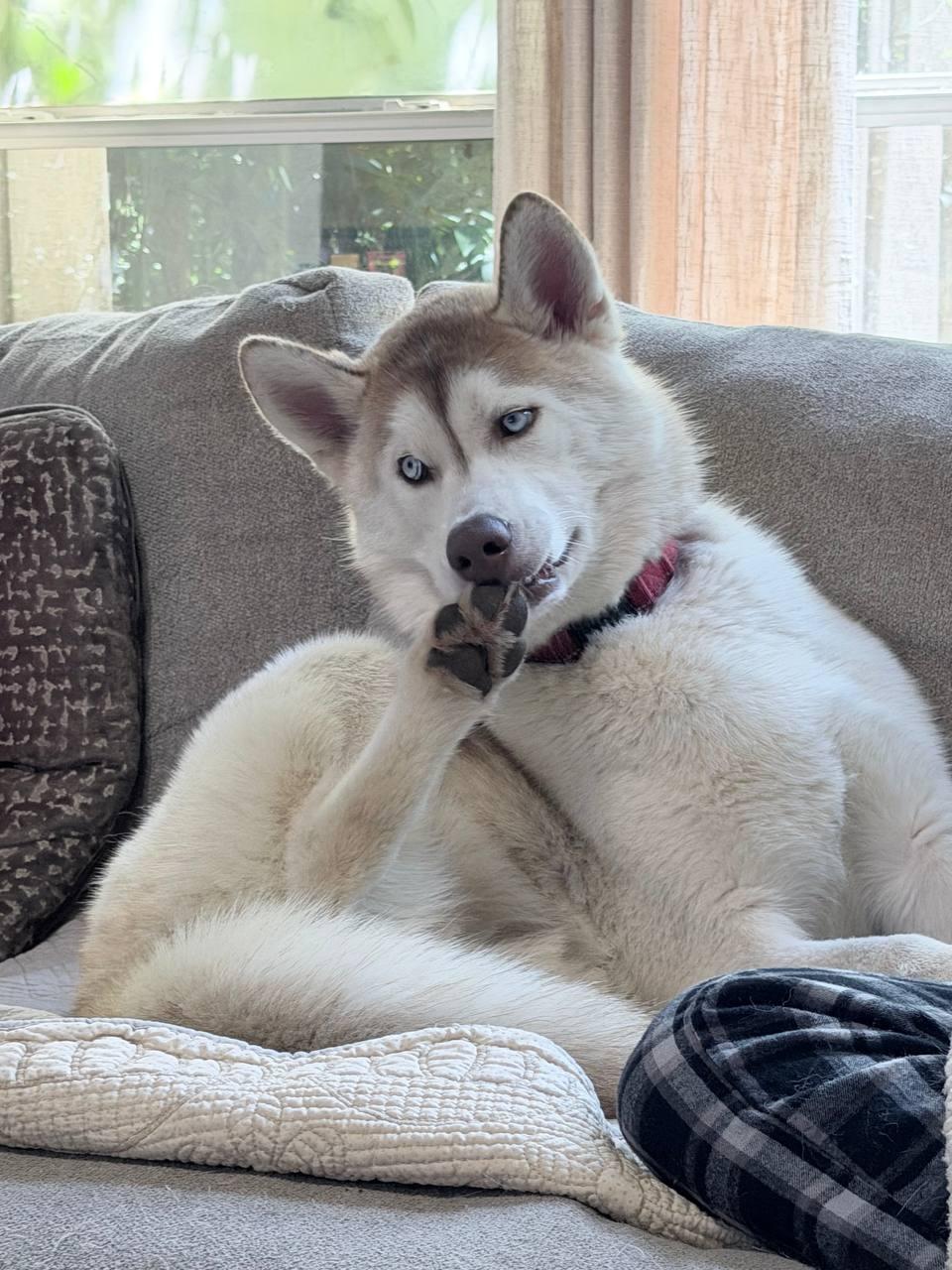 Enlarge Zeus, a Adoptable Siberian Husky in Carrollton, TX image 3/3