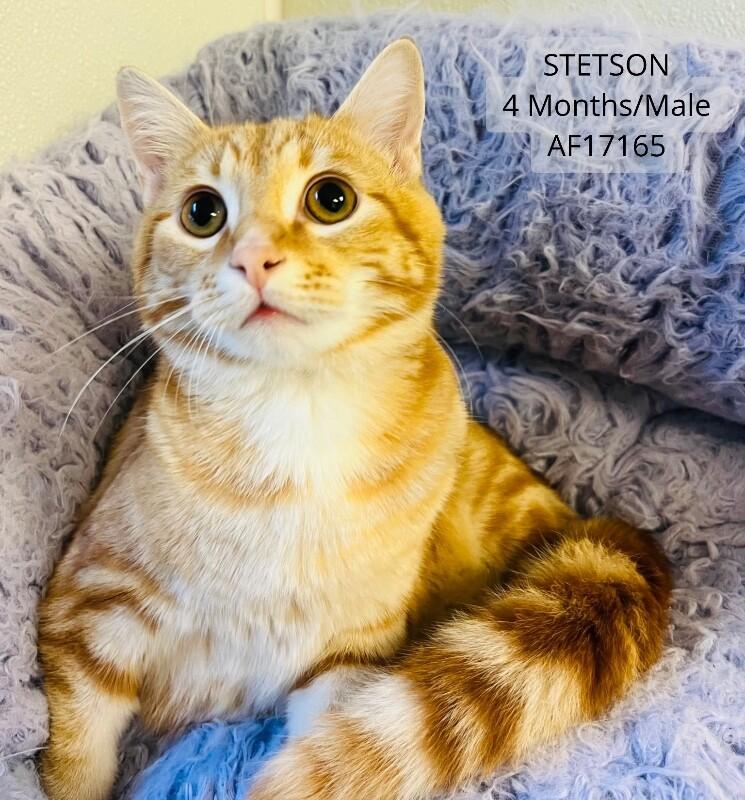 Enlarge Stetson, a Adoptable Domestic Short Hair in Supply, NC image 1/1