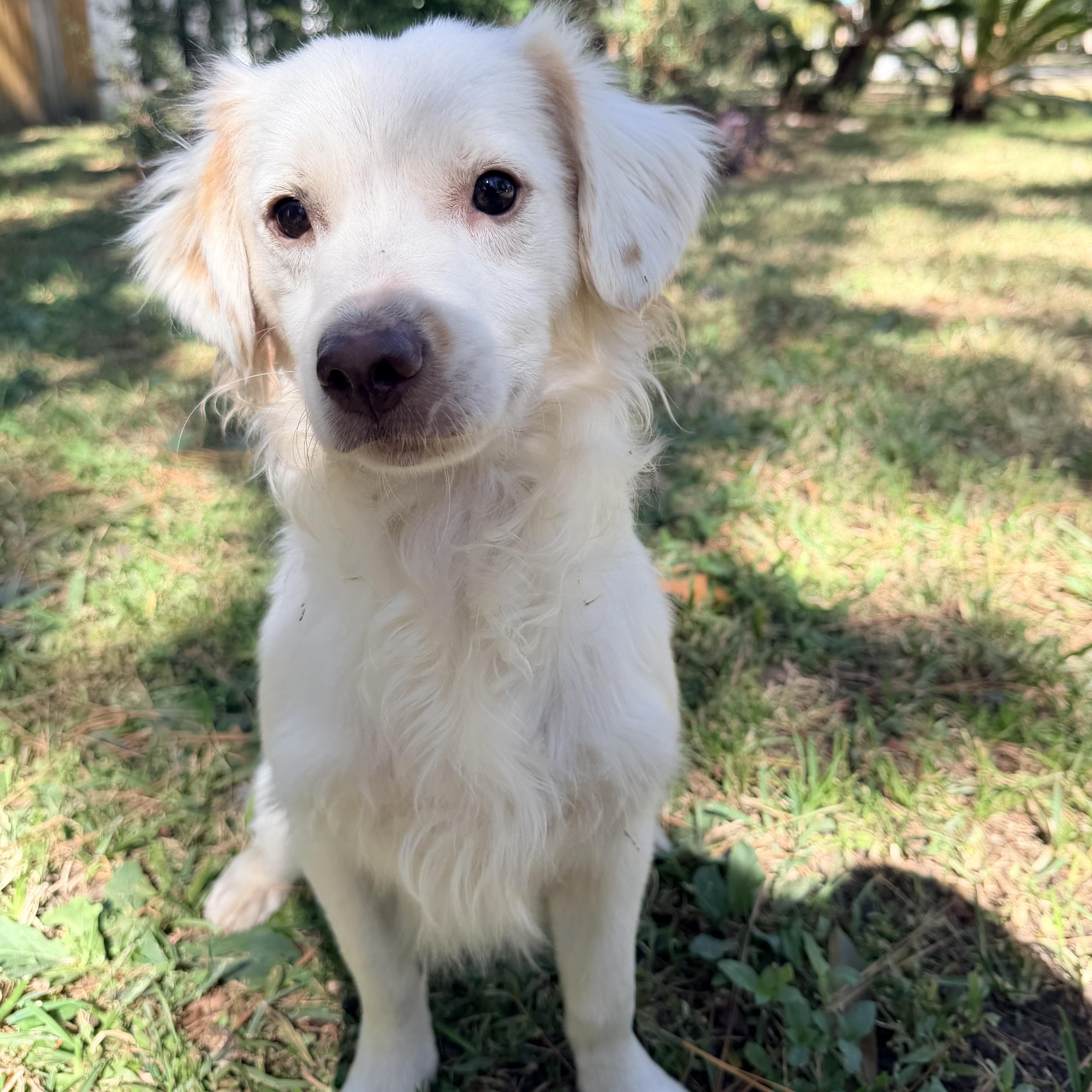 Tontin, an adoptable Maltese, Shih Tzu in Calumet, MI, 49913 | Photo Image 3