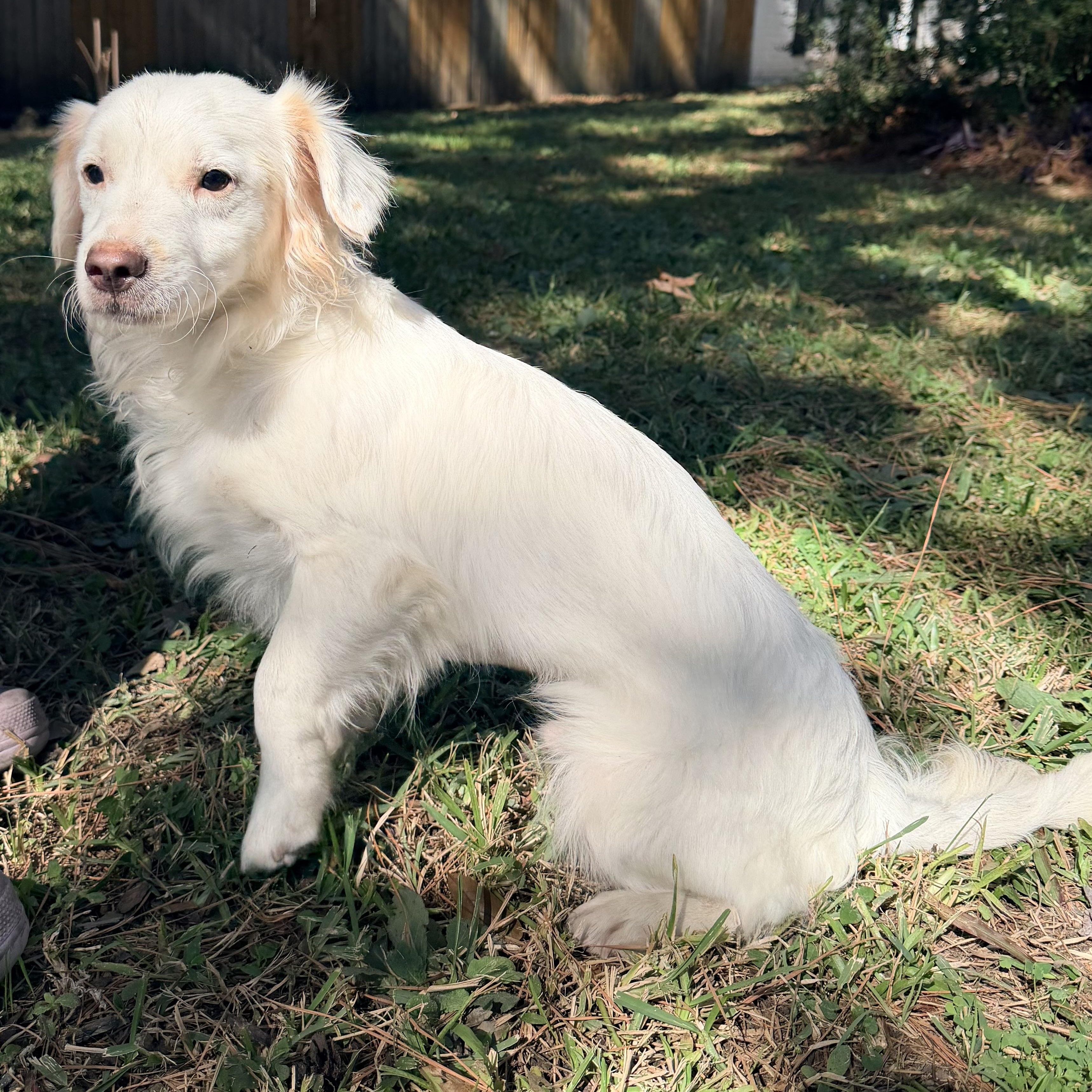 Tontin, an adoptable Maltese, Shih Tzu in Calumet, MI, 49913 | Photo Image 4