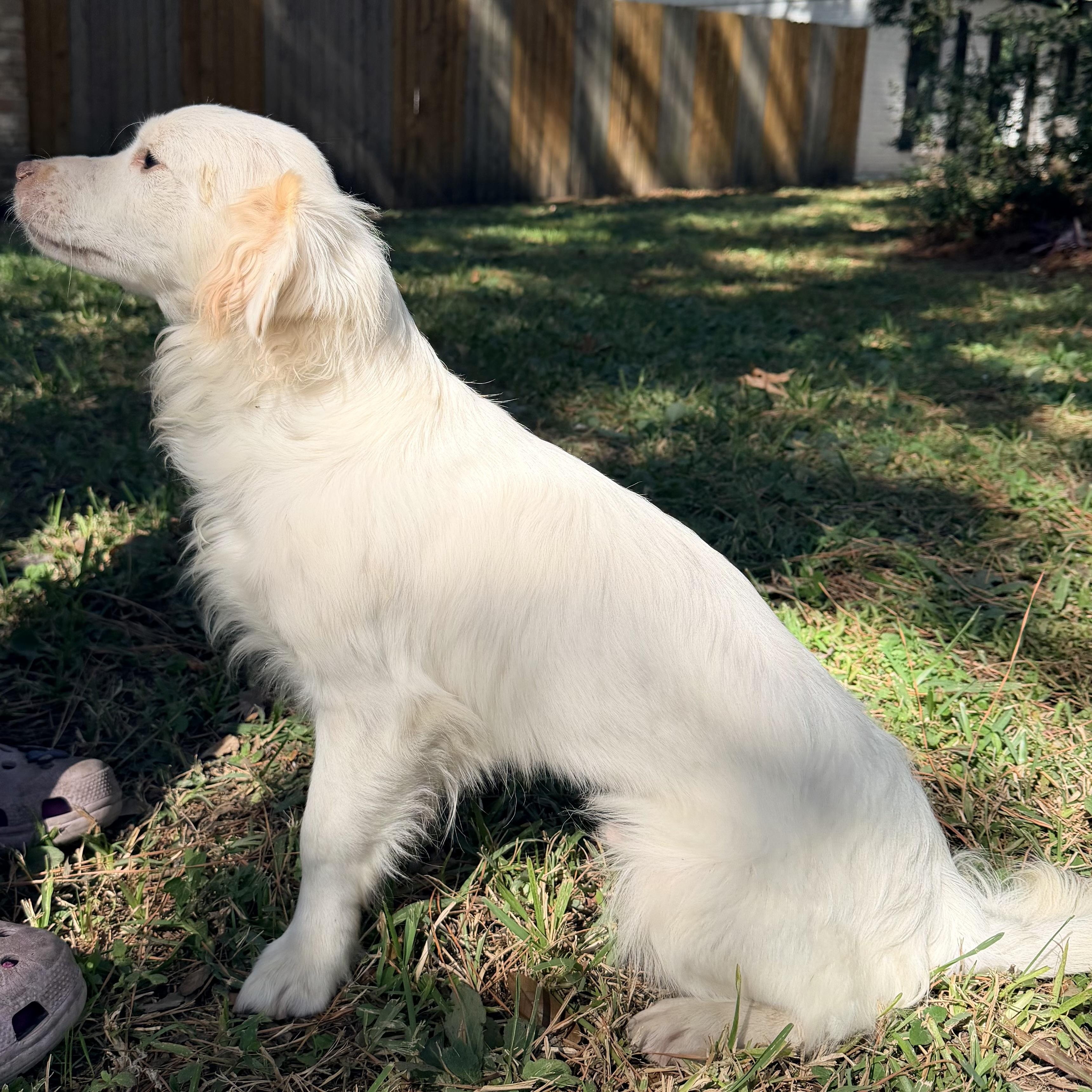 Tontin, an adoptable Maltese, Shih Tzu in Calumet, MI, 49913 | Photo Image 6