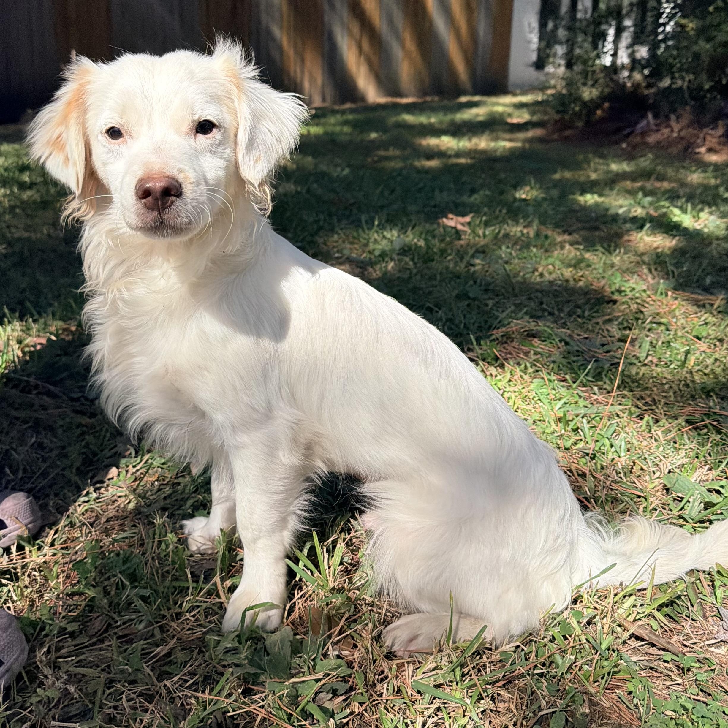 Tontin, an adoptable Maltese, Shih Tzu in Calumet, MI, 49913 | Photo Image 1