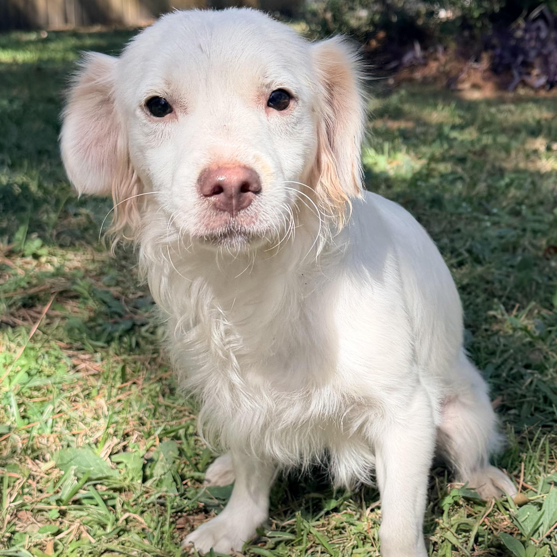 Tontin, an adoptable Maltese, Shih Tzu in Calumet, MI, 49913 | Photo Image 2